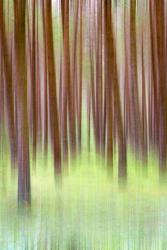 Blurred Trees 2 | Obraz na stenu