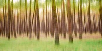 Blurred Trees 5 - Verde | Obraz na stenu