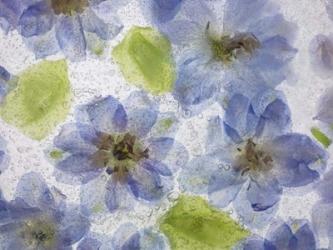 Flores Congeladas 4 | Obraz na stenu
