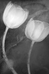 2 Tulipanes Blancos | Obraz na stenu