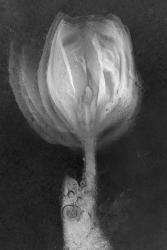 Tulipan X Ray | Obraz na stenu