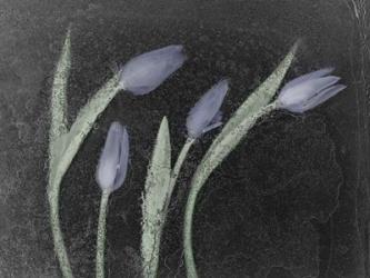 Tulipanes Azules | Obraz na stenu