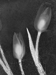 Tulipanes Blancos 33 | Obraz na stenu