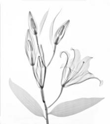 Flower Xray Study 1 White | Obraz na stenu