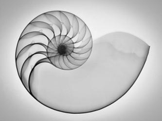 Nautilus Xray I | Obraz na stenu