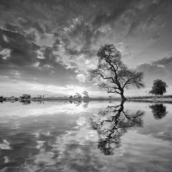 Arbol en Agua 5 BN | Obraz na stenu