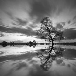 Arbol Solitario en Temoaya color Reflect BN | Obraz na stenu