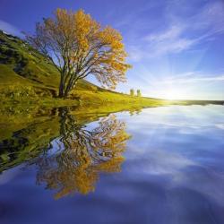 Yellow Tree Reflection | Obraz na stenu