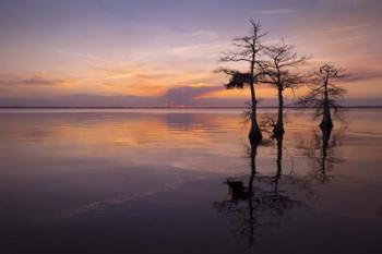 Three Trees on Sunset | Obraz na stenu