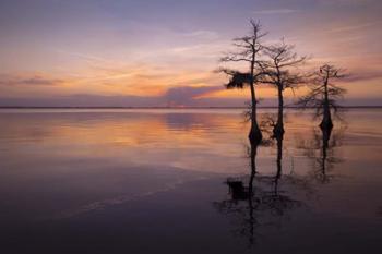 Three Trees on Sunset | Obraz na stenu