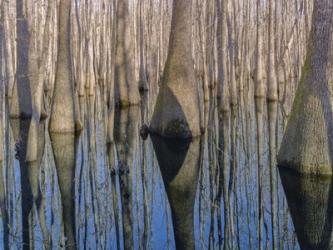 Cypress Reflection | Obraz na stenu