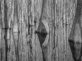 Cypress Reflection Black and White | Obraz na stenu