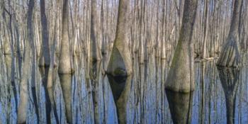 Cypress Reflection Panoramic | Obraz na stenu