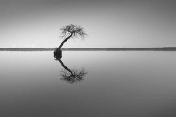 Tree at Lake 1 | Obraz na stenu