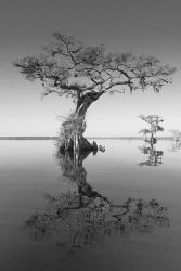 Trees at Lake 2 | Obraz na stenu