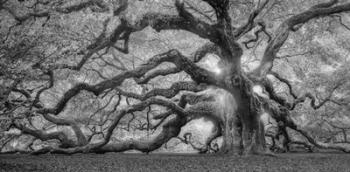 Tree Of Light BW FL | Obraz na stenu