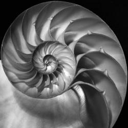 Nautilus 2 | Obraz na stenu