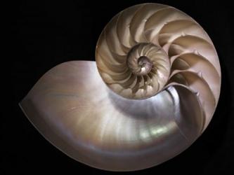 Nautilus 3 | Obraz na stenu