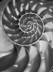 Nautilus 5 | Obraz na stenu