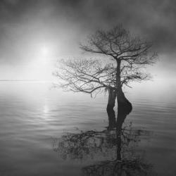 Sunrise Fog | Obraz na stenu