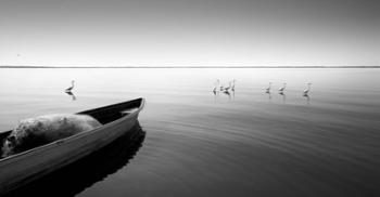 Boat And Herons | Obraz na stenu