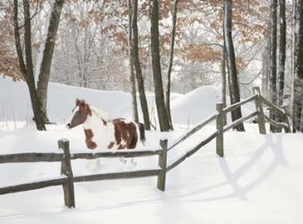 Athena in the Snow, Farmington Hills, Michigan 09 | Obraz na stenu