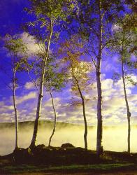 Birch Trees & Mist, Negaunee, Michigan 09 | Obraz na stenu