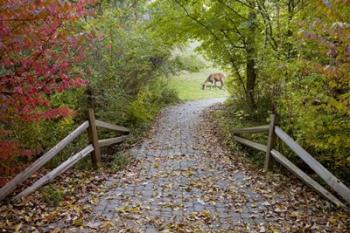 Deer in the Woods, Farmington Hills, Michigan 08 | Obraz na stenu