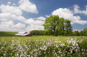 Flowers & Farm, Holmes County, Ohio 10 | Obraz na stenu