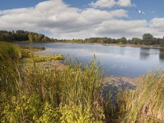 Hopkins Lake, Owosso, MI 10 | Obraz na stenu