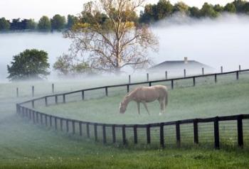 Horses in the Mist #3, Kentucky 08 | Obraz na stenu