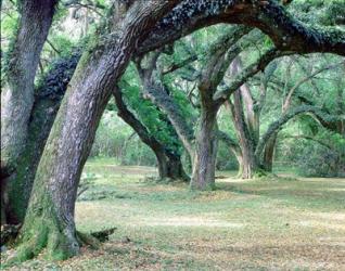 Louisiana Oaks, Louisiana 97 | Obraz na stenu