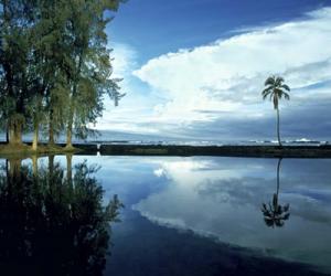 Palm Tree Alone, Big Island, Hawaii | Obraz na stenu