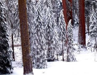 Pines in Winter, California 95 | Obraz na stenu