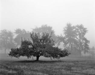 Apple Tree, Southfield, Michigan 85 | Obraz na stenu