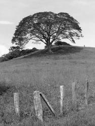 Lone Tree & Fence, Costa | Obraz na stenu