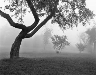 Morning Mist, Farmington Hills, Michigan 82 | Obraz na stenu