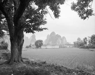 Rice Field #1 | Obraz na stenu