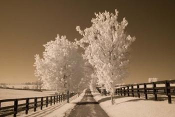 Fence & Trees, Kentucky 08 | Obraz na stenu