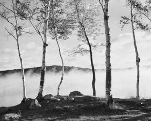 Birch Trees & Mist | Obraz na stenu