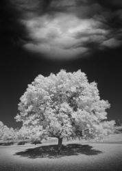 Lone Tree & Cloud, Green Bay, Wisconsin 12 | Obraz na stenu