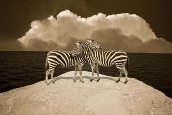 Two Zebras, Port Austin, MI 11 | Obraz na stenu