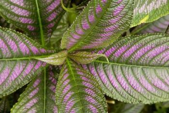 Persian Shield Leaves, Ann Arbor, Michigan 13 | Obraz na stenu