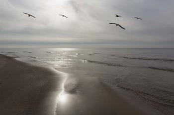 Five Birds, Grand Haven, Michigan '14 - Color | Obraz na stenu