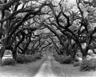 Path In The Oaks #2, Louisiana | Obraz na stenu