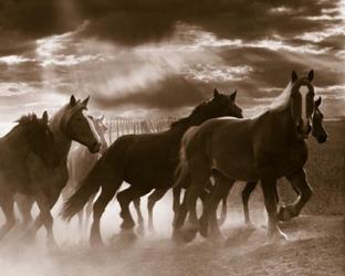 Running Horses And Sunbeams, Rothbury, Michigan | Obraz na stenu