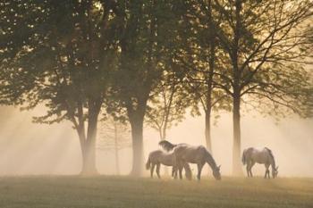 Horses in the mist | Obraz na stenu
