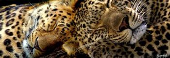 Two Sleepers Cheetahs | Obraz na stenu