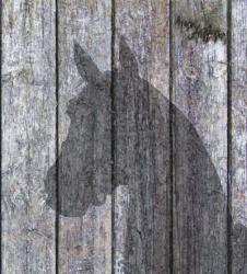 Horse Shadow | Obraz na stenu