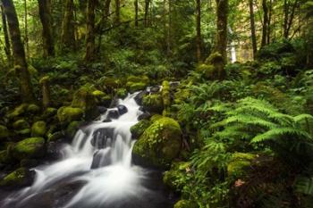 Moment In Nature | Obraz na stenu